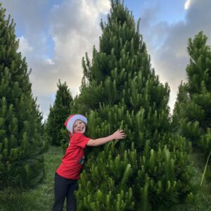 Large Christmas Tree | Taller than 8ft